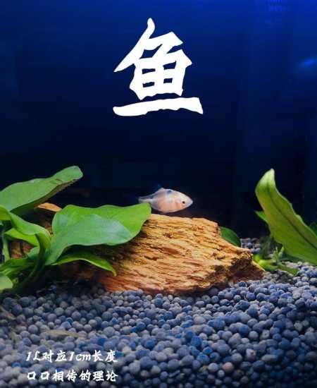 魚要養幾條|一個魚缸養多少魚合適，從風水學及科學的角度來告訴你！